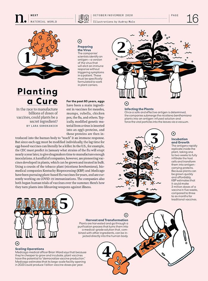 Planting a Cure / Fast Company - Audrey Malo - Anna Goodson Illustration Agency